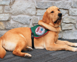 A picture of Ace the service dog lying on the floor in front of a brick wall